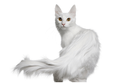 turkishangora.png